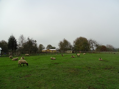 Estudio ovino 3